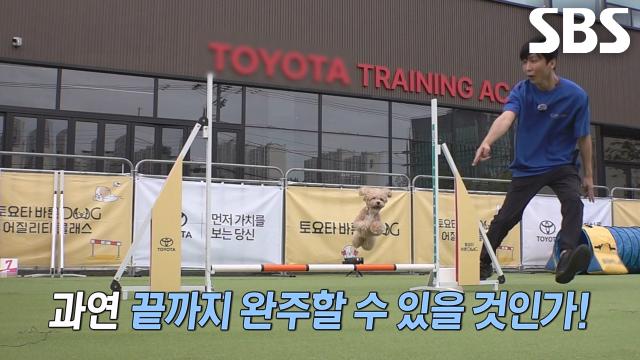 토리, 어질리티 대회 위한 실전 같은 특급 훈련 돌입!