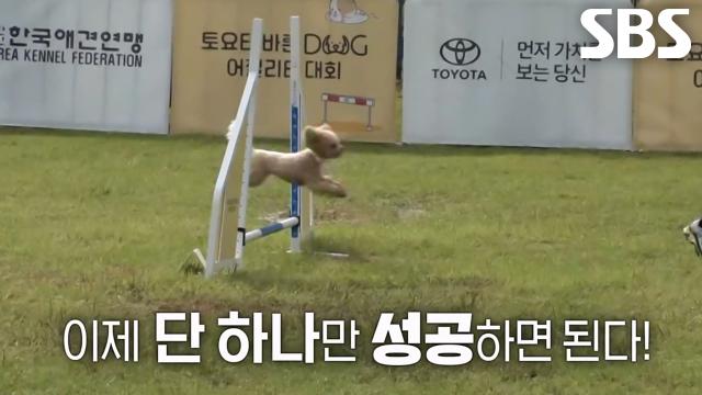 토리×한솔 씨, 서로를 향한 믿음으로 어질리티 완주 성공★ 썸네일