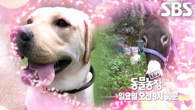 [11월 2일 예고] 어디서도 볼 수 없는 사고뭉치 당트리버 듀오★