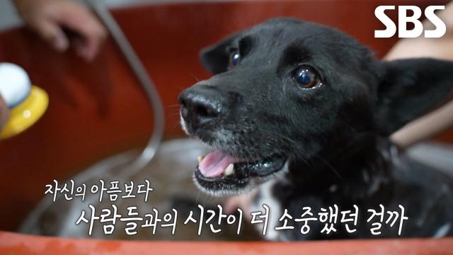 극심한 통증에도 아픈 기색 없이 골종양 버텨온 ‘까미’