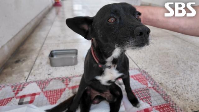 환경사업소 지킴이 까미의 마음 아픈 사연 썸네일