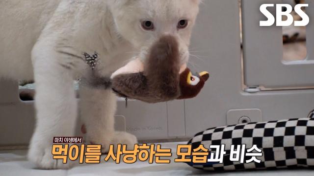 백사자 남매 루카×루나의 깨어난 맹수 본능♨ 썸네일