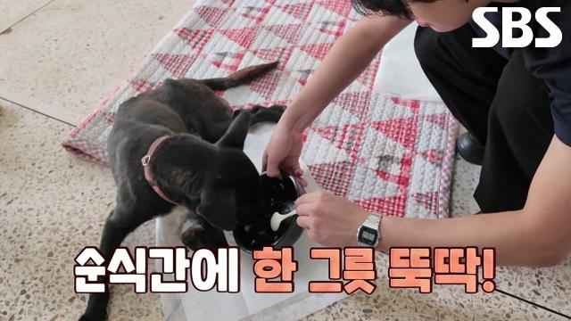 까미의 건강 위해 사랑 듬뿍 담긴 보양식♥