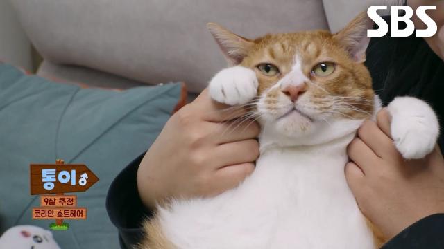 남다른 자태 자랑하는 뚱냥이, 통이