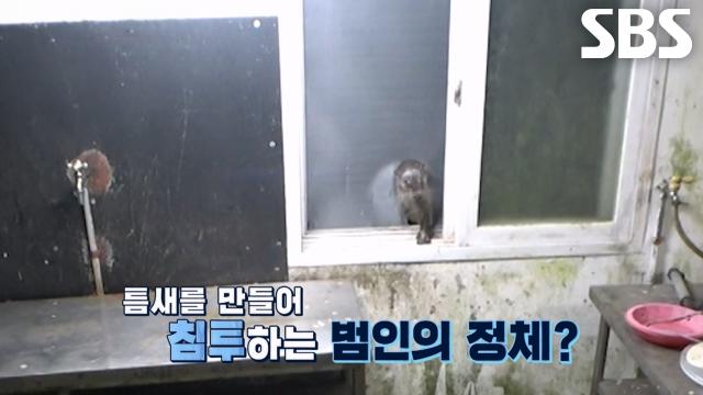 방충망 뚫고 들어와 수조 습격하는 범인의 정체, 수달♨