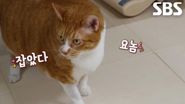 깊은 밤 간식 노리는 범묘 '통이'의 기막힌 실체!