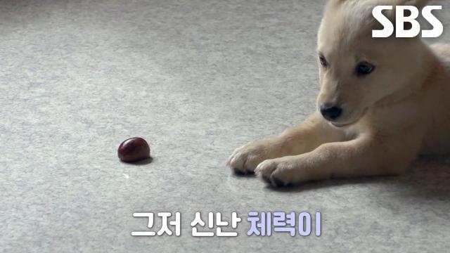 '활·기·체' 똥개 삼 형제, 할머니도 못 말리는 호기심! 썸네일