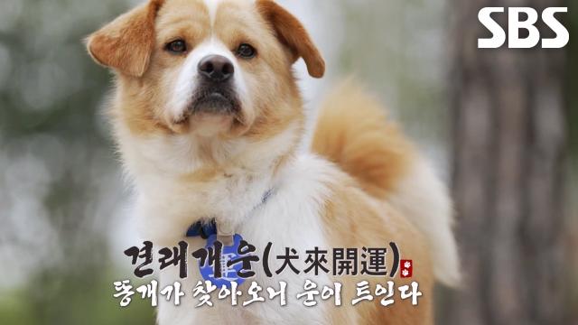 정혁, 운명처럼 나타난 똥개 ‘피그몬’과의 만남★