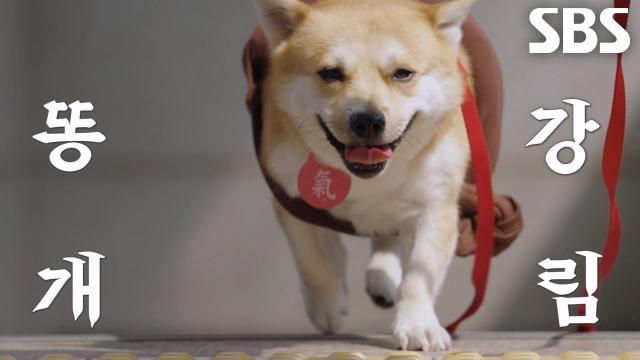 대구에서 강남으로 새롭게 강림한 인싸견 '룽지' 썸네일