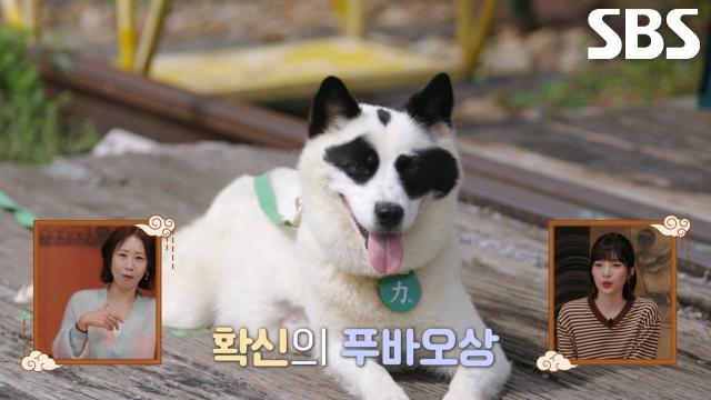 조용한 시골 마을에 강림한 푸바오×똥개 삼 형제