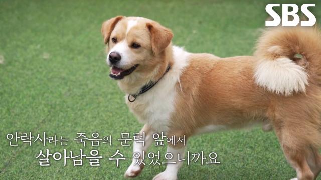 가족 지켜낸 아빠였던 대길이의 마음 아픈 사연