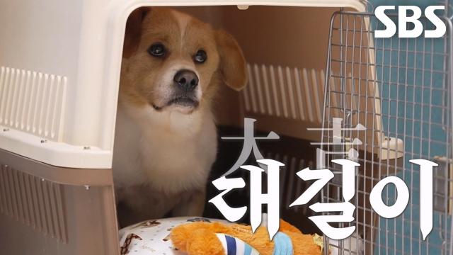 피그몬, 큰 운 가져오길 바라는 마음 담긴 ‘대길이’로 재탄생