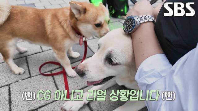 ‘사회생활 만렙’ 룽지, 대표님 반려견 ‘행복이’ 마음 열기 대성공!