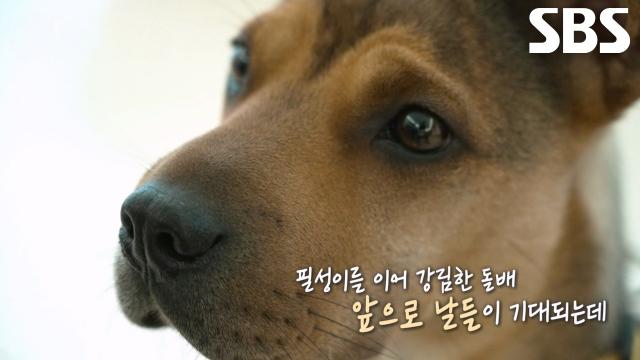 가족 이어준 특별한 존재 ‘필성이’ 이어 강림한 ‘돌배’