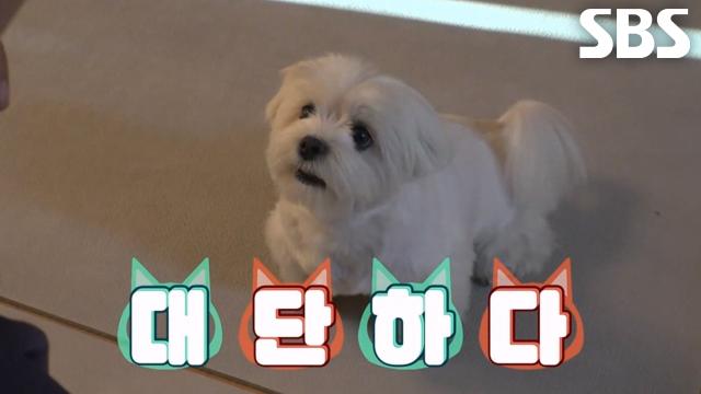 잠까지 컨트롤할 수 있는 '자연산 천재견' 지니★ 썸네일