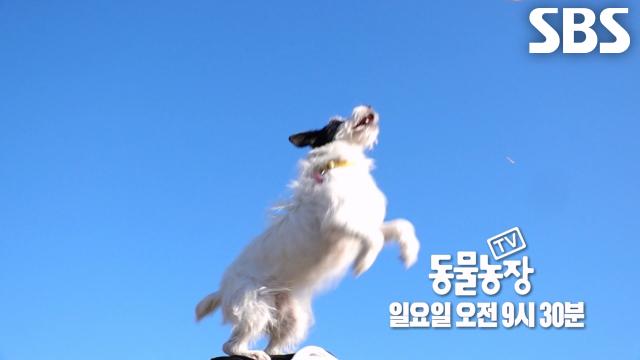 [12월 21일 예고] 보더콜리도 못 따라오는 역대급 체력, 로켓의 등장! 썸네일