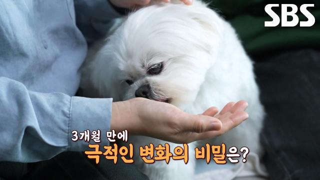 젠틀걸(?) 송이의 깜짝 놀랄 분리불안 해소법↗ 썸네일