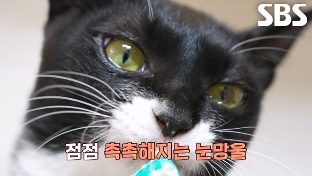 '신사냥' 텐이의 눈물 젖은 간식 먹방↘ 썸네일