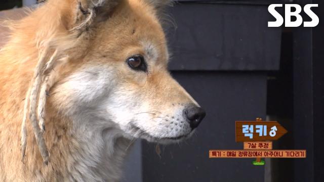 매일 버스정류장에 나타나는 의문의 '견공'↗ 썸네일