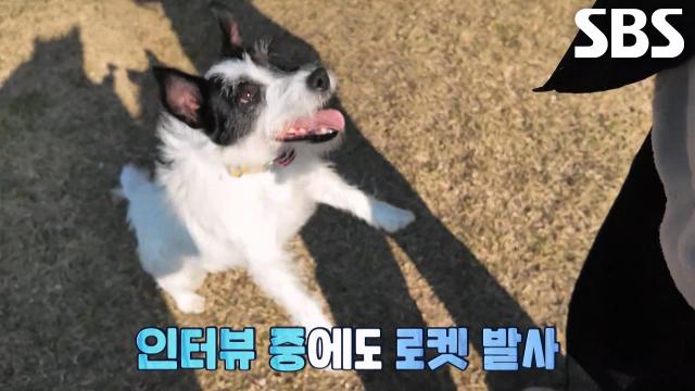 이름처럼 빠르게 날아가는 에너자이저 슈퍼 독, 로켓!