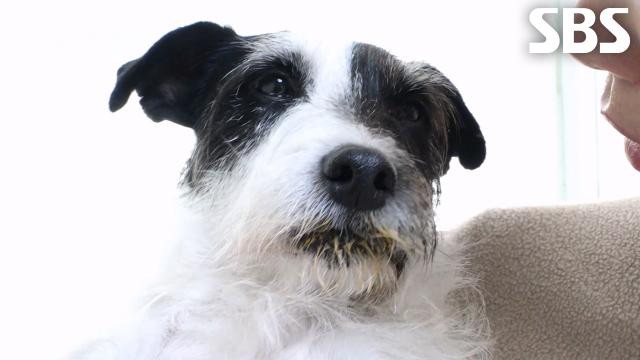 ‘홍시털이범’ 로켓, 미워할 수 없는 귀여운 악동↗