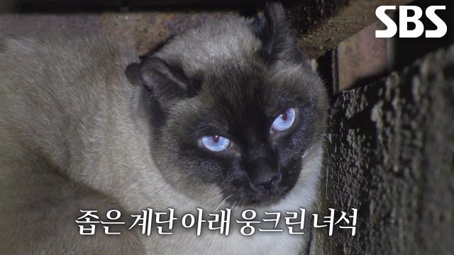 실종냥 라떼, 이웃집에서 발견된 결정적 단서↗