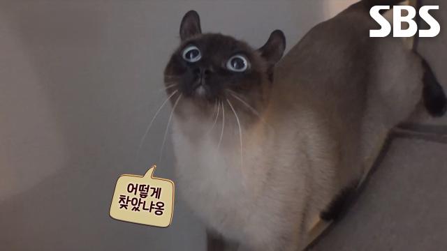 고양이 탐정의 실종된 고양이 찾는 비결! (ft. 골든타임)