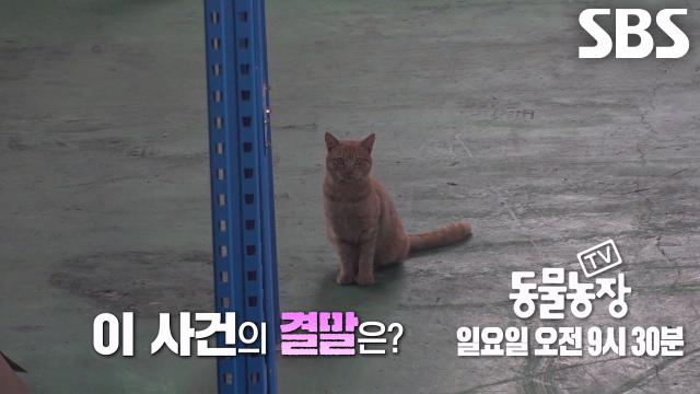 [1월 4일 예고] 한번 문 건 절대 놓치지 않는 성공률 100%, 전설의 대도냥 등장★