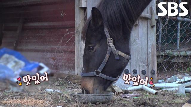 '자연馬' 광덕이, 당당하게 개밥 강탈! 썸네일