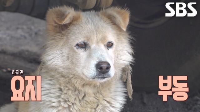 의심 가득 흰둥이와 꼬물이들 구조 작전↗ (ft. 베테랑 구조팀)