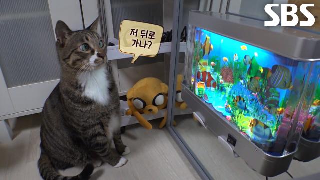 꾸미의 불안을 떨어트려주기 위한 특급 솔루션★