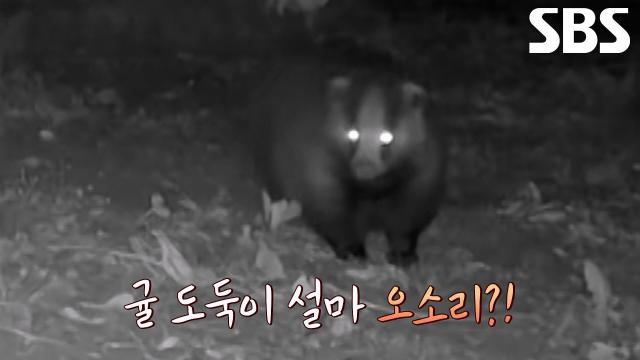 범행 흔적을 그대로 두고 도망치는 감귤 농장 정체불명 도둑의 정체!