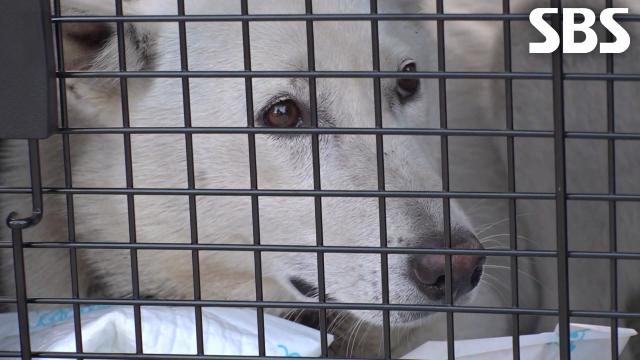 경계심 MAX 복순이, 6개월간의 밀당 끝에 안전하게 구조 성공↗