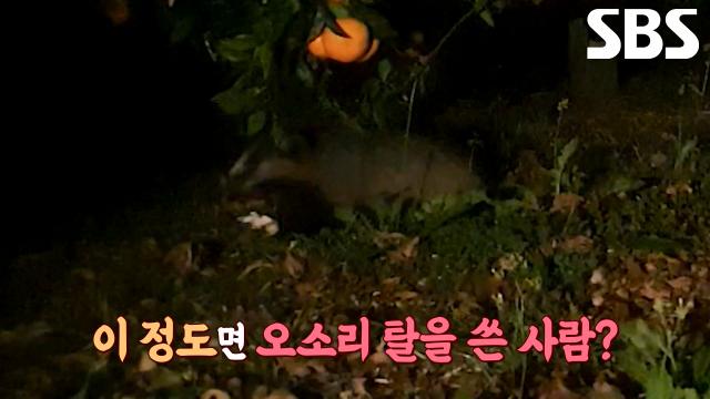 냄새로 당도까지 체크하며 따먹는 귤따기 만렙 오소리