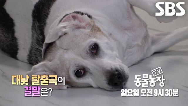 [1월 18일 예고] 잡으려는 자 VS 탈출 하려는 자, ‘상습 탈출견’ 댕이↗