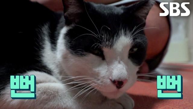 남의 집에 당당한 발걸음으로 들어가는 뻔뻔함 레전드 애교냥, 네오