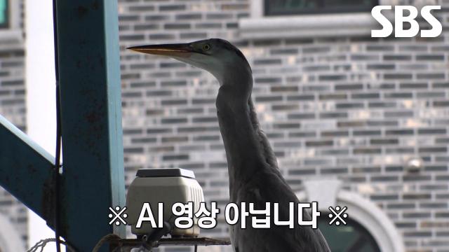 AI 같은 무전취식 고등어 털이범, 왜가리의 등장★