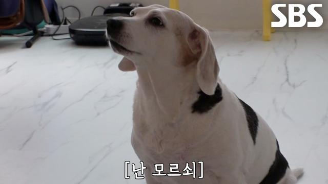 ‘프로 탈출견’ 댕이의 정확도 200% 문 열기 기술↗