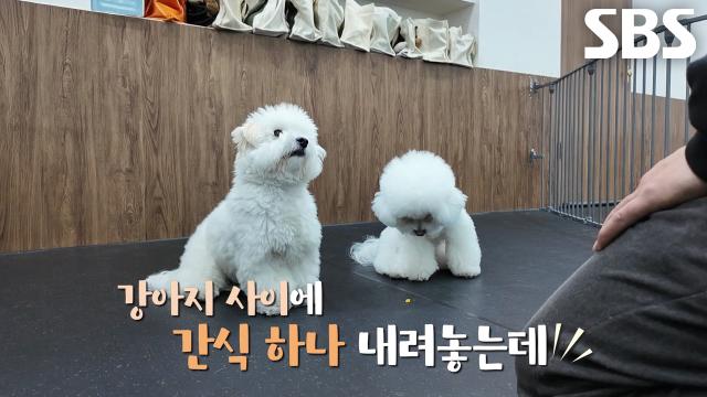 애견 유치원 선생님 달인, 단호한 태도×분위기로 강아지 기선 제압!