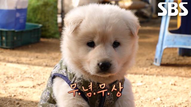 하늘에서 뚝 떨어진 다육이 정원의 작은 습격자, 창슥이!