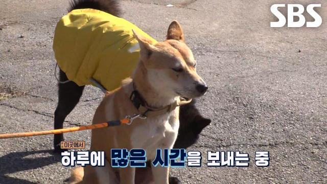 할머니♥진순이, 방랑 끝내고 다시 찾은 평화로운 일상↗ (ft. 개 사위)