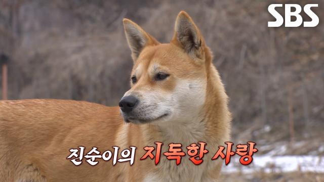 가을이 뼈다귀 훔쳐서 남자친구 가져다주는 ‘열녀’ 진순이