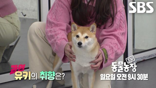 ‘미남 탐지견’ 유키, 잘생긴 사람 보면 쉬그널 발사하는 진정한 남미개!