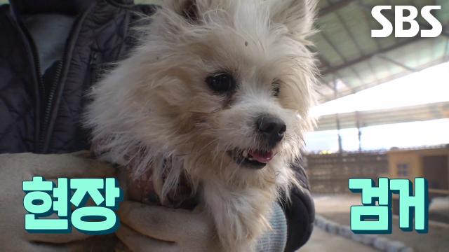 소동물 마을에서 현장 검거된 천방지축 사고뭉치 ‘길동이’