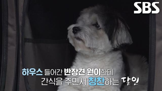 ‘애견 유치원 선생님 달인’의 반려동물 하우스 훈련 방법 노하우↗