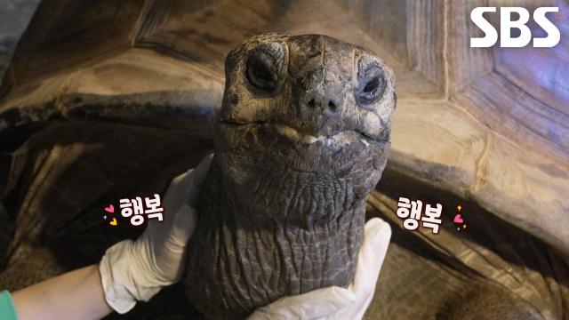 거대한 육지거북이 ‘장수’의 건쫀쿠 폭풍 먹방! (ft. 주키퍼)