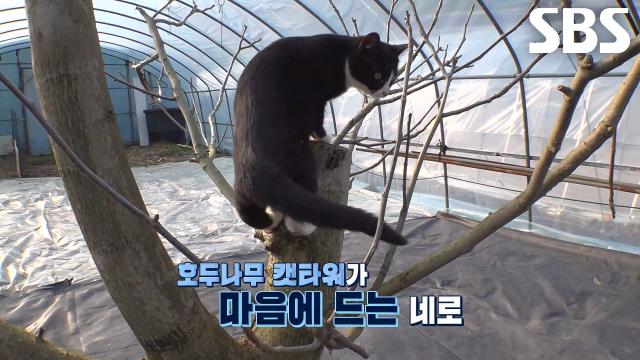 이젠 진짜 가족이 된 신냥이 패밀리 러브 하우스 완성♥