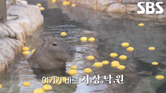 ‘카피바라’ 뿌직이×빠직이, 유자 온천에서 즐기는 따뜻한 겨울 (ft. Young K)