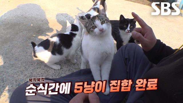 호루라기 소리에 삼삼오오 모여드는 냥벤져스★