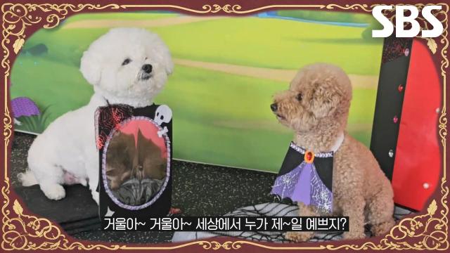 숏폼 챌린지부터 연극까지 못하는 게 없는 개치원 멍스타들↗